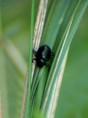 /album/coleoptera/chrysomela-varians-1-jpg/